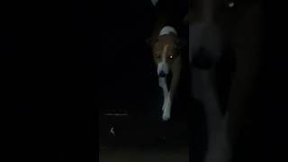 YouTube shotsv video dog funny ? ?pets world