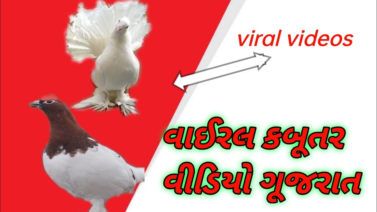 ન્યુ કબૂતર સેટઅપ niyo kabutar satap gujratei @amietvlogs 
