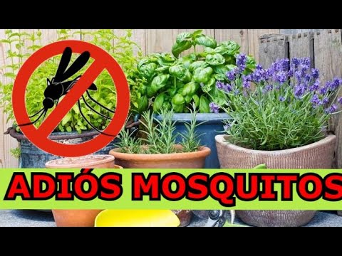7 Plantas para AHUYENTAR MOSQUITOS 🦟 Plantas repelentes de mosquitos hqdefault