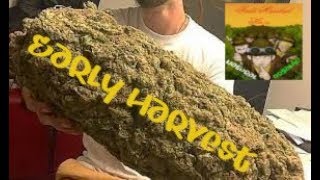UK GUERILLA GROWING...Early MIGHTY GOLD harvest.