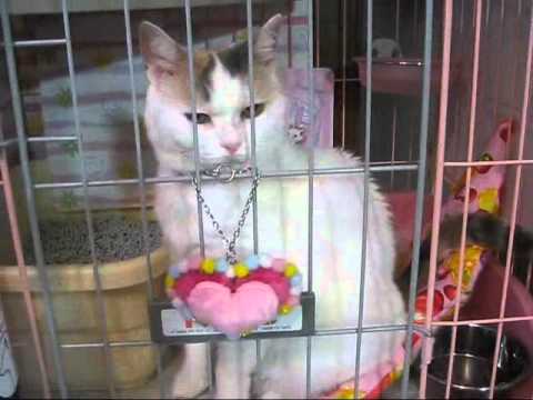 ニャーと啼けない猫Ｊ.wmv