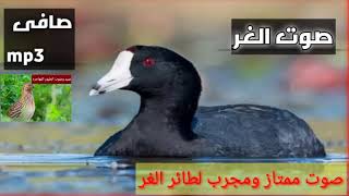 صوت طائر الغر ممتاز للصيد