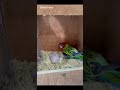 إنتاج الروزيلا Rosella Breeding 