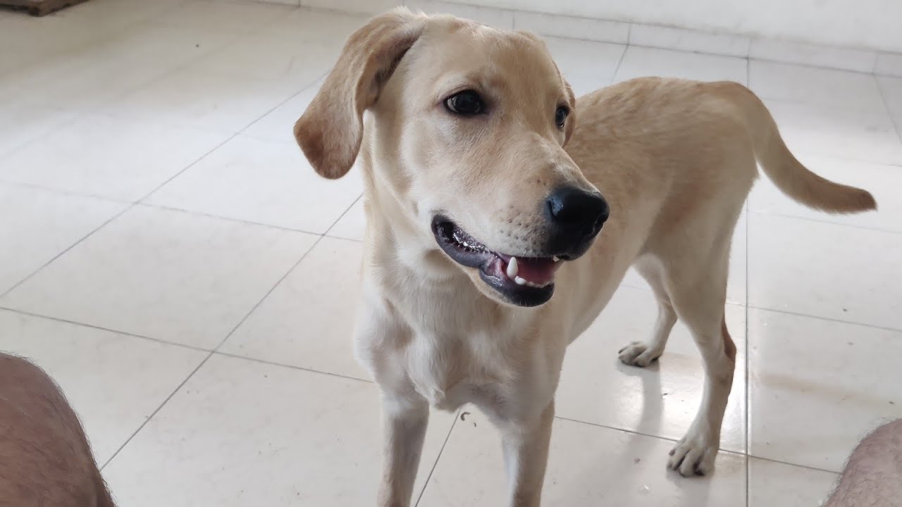 Dog Fungal Infection on Skin? Try This Simple Cure!