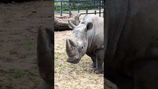 Mighty Rhino 🦏 Sound S