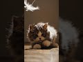 Fluffy Kitten Jumping in Slow Motion 😺✨  Adorable Feather Chase 4K Short #Shorts #Kitten #CuteKitten