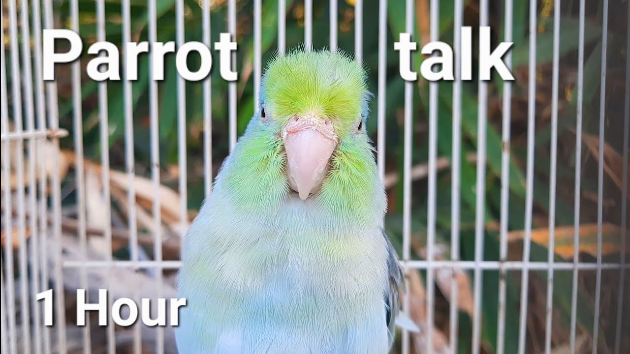 forpus parrot birds talking sound natural bird sounds relax 1 hour