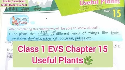 Class 1 EVS Chapter 15 Useful Plants | The World of Plants 🌿🪴 - Hindi explaination in details