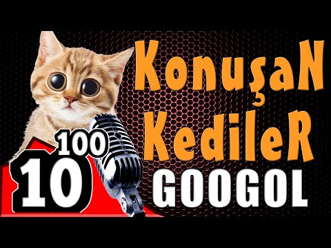 Konusan Kediler 100