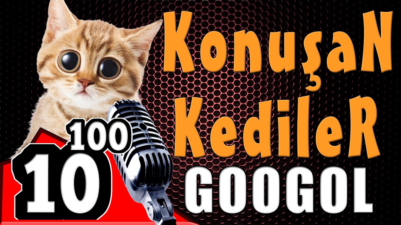 Konusan Kediler Yeni Bolum Komik Kedi Videolari Konusan Kediler 10 Uzeri 100 Googol Youtube