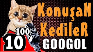 Konuşan Kediler Yeni Bölüm - Komik Kedi Videoları - Konuşan Kediler 10 üzeri 100 ( GooGol )