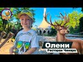 Оленья ферма, Ресторан Cinara’s - Узбекистан!