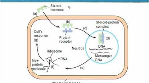 Mechanisms of Hormone Action - Part 2 | Animal Form & Function 1 (Theory) | ZOO516T_Topic109