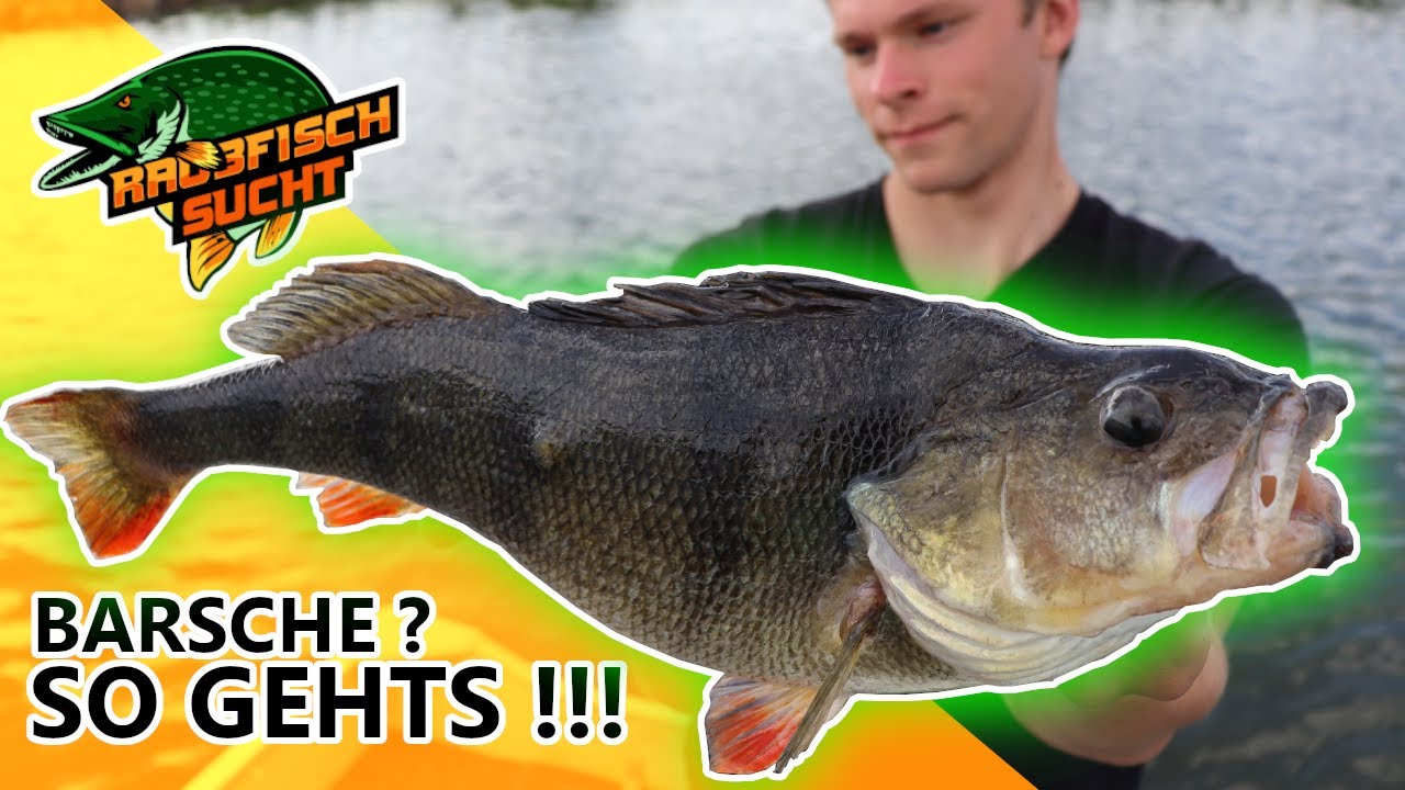 Dicke Barsche ? So geht´s !!! / Barschangeln mit Hardbaits am Fluss / Spinnangeln mit Raubfischsucht