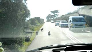 Baboons blocking the road in Cape Point