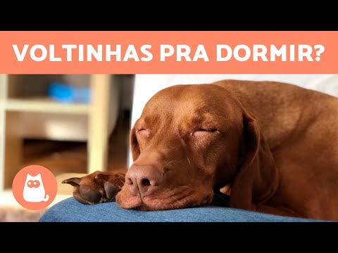 Vídeo: Por que meu cão se vira três vezes antes de deitar?