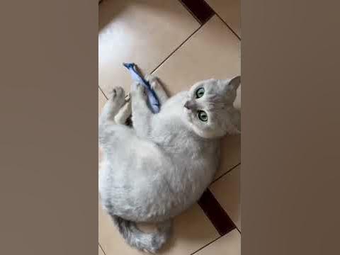 Кот целуется с рыбкой:) - YouTube