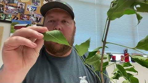 Green Ash Identification