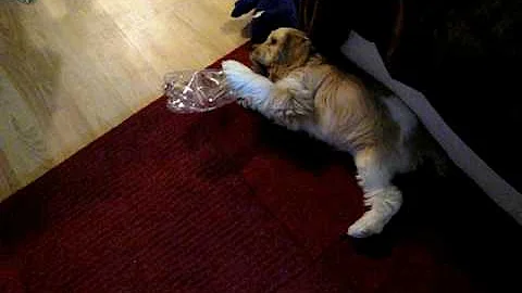 A Really Cute Puppy