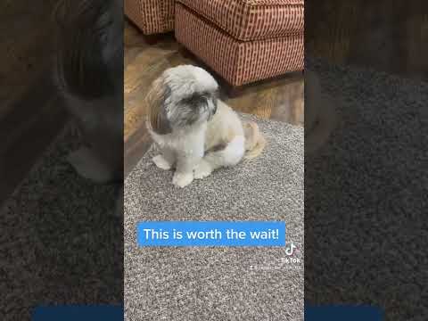 Video: Skye Terrier