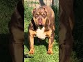 XL American Bully: Chocolate Tri BEAST! 🔥 #shorts#trending #fypシ #americanbully #beastmode #viral