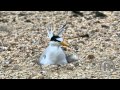 Little Tern changing shift in full HD