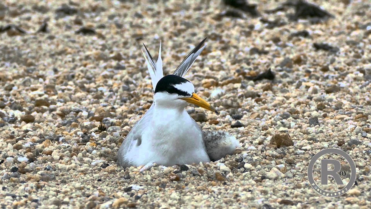 Little Tern changing shift in full HD