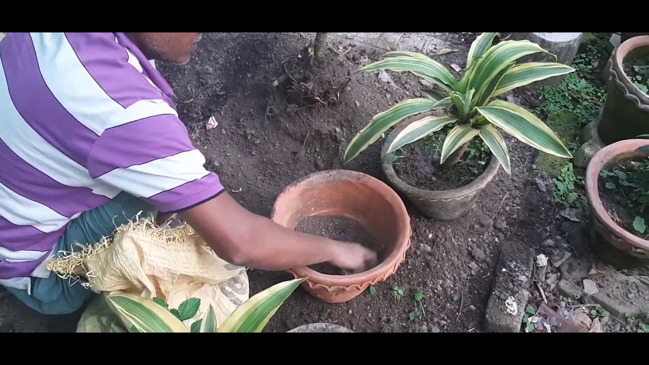 Repotting of Dracaena plant in Hindi YouTube
