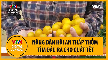 Nông dân Hội An thấp thỏm tìm đầu ra cho quất Tết | VTV4