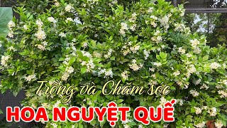 4 Bước giúp trồng và chăm sóc cây hoa Nguyệt Quế phát triển mạnh và nhiều hoa thơm