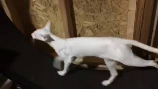 Ch. Azorez Bianca Snow Angel... BLUE EYED White Oriental Shorthair by Debbie Modderman 2,408 views 6 years ago 29 seconds