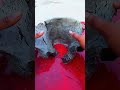 kuaa making#trending #short #reels
