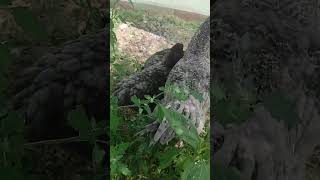 Arıların Sevdiği Ballı Bitkiler