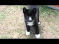 Tapio - A Karelian Bear Dog Puppy