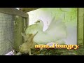 ANAK MERPATI MENJERIT KELAPARAN