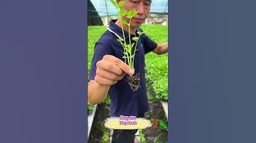 Vật tư nông nghiệp công nghệ cao Tháp Xanh