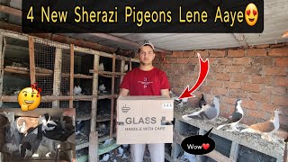 4 New SHIRAZI Pigeons Khareede!😍🕊️Shirazi कबूतर खरीदे 🤩