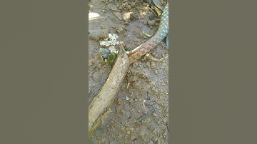 Con rắn cổ đỏ