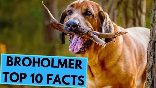 Broholmer  TOP 10 Interesting Facts