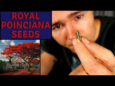 Growing Flame Trees from seed: Royal Poinciana - Delonix regia | Update on my Tigerbark Ficus Bonsai