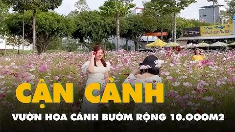 Cận cảnh vườn hoa cánh bướm rộng 10.000m² giữa lòng Tây Đô