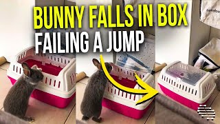 Bunny Keeps Trying to Jump Across Box but Falls in It Causing Hood to Close