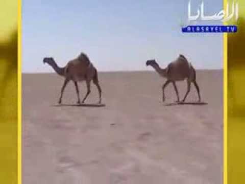 شيلة المرحوم جفران المري في شمر