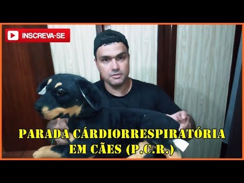 Vídeo: Parada Cardíaca Em Cão - Tratamento Para Cão Com Parada Cardíaca