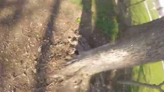 drone Vortex Mojo 230 crash contre un arbre