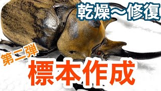 【昆虫標本】乾燥〜修復方法！クワカブ標本の作り方