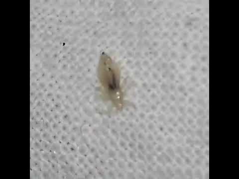 pediculosis corporis icd 10