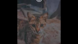 STORY WA 30 DETIK | STORY WA LAGU JAWA | STORY WA JAWA | STATUS WA | STATUS WA JAWA | #PengenMancal