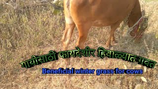 गायीसाठी फायदेशीर हिवाळ्यात गवत||Beneficial winter grass for cows