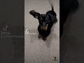 dachshund sneezes for treats. #shorts #doxie #dachshund